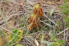Eriosyce aspillagae