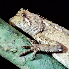 Acanthosaura coronata