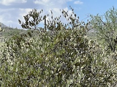 Simmondsia chinensis