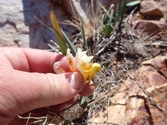 Freesia occidentalis
