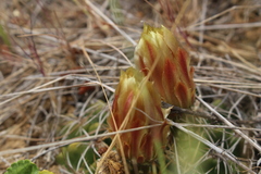 Eriosyce aspillagae
