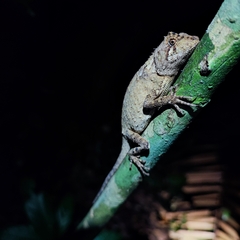 Acanthosaura coronata