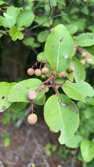 Viburnum prunifolium
