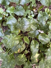 Pulmonaria