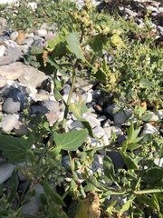 Atriplex