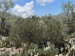 Simmondsia chinensis
