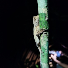 Acanthosaura coronata