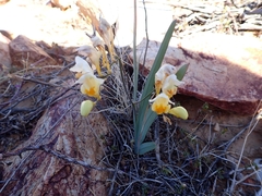 Freesia occidentalis