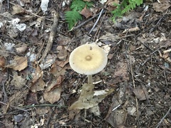 Amanita fulva