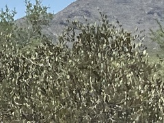 Simmondsia chinensis