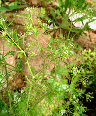 Cyclospermum leptophyllum