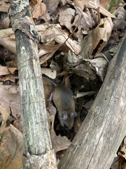 Peromyscus leucopus