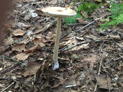 Amanita fulva
