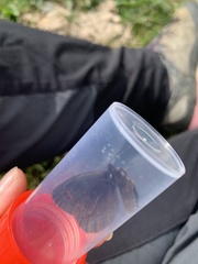 Erebia