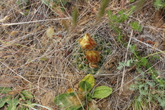 Eriosyce aspillagae
