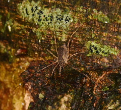 Oligolophus tridens