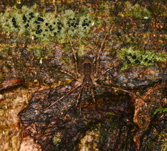 Oligolophus tridens