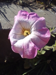 Petunia