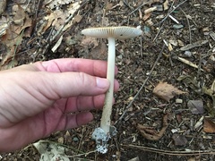 Amanita fulva
