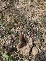 Erebia