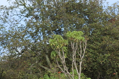 Pittocaulon praecox