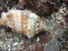 Strombidae