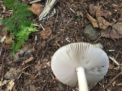 Amanita fulva