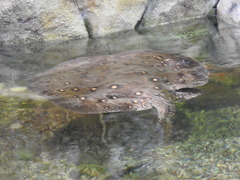 Potamotrygon motoro