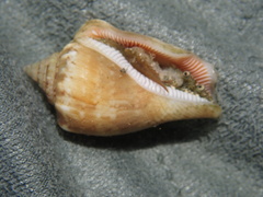 Strombidae