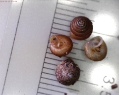 Strobilops texasianus