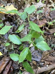 Vincetoxicum nigrum