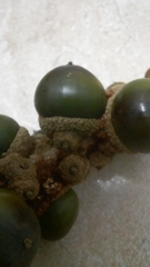 Lithocarpus brevicaudatus