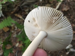 Amanita fulva