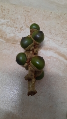 Lithocarpus brevicaudatus