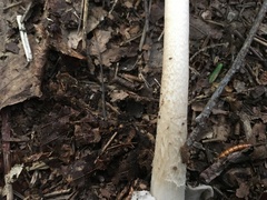 Amanita fulva
