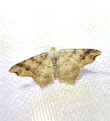 Macaria aemulataria