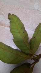 Lithocarpus brevicaudatus