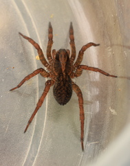 Trochosa spinipalpis