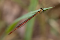 Argiocnemis rubescens