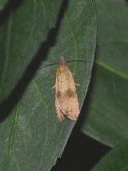 Celypha striana