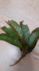 Lithocarpus brevicaudatus