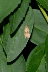 Celypha striana