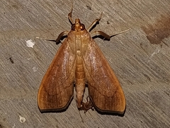 Anarmodia