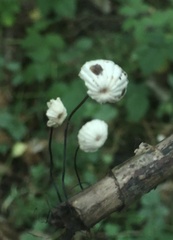 Marasmius