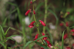 Penstemon roseus