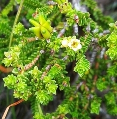 Diosma