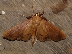 Anarmodia