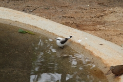 Fluvicola nengeta