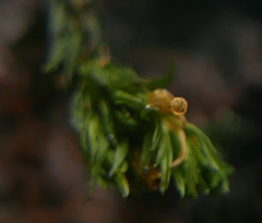 Lewinskya