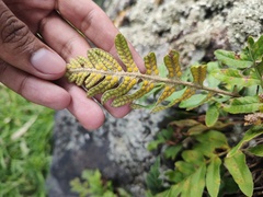 Polypodium